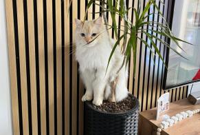 Alerte Disparition Chat Mâle , 2 ans Pollionnay France