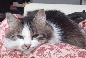 Alerte Disparition Chat Mâle , 8 ans Flémalle Belgique