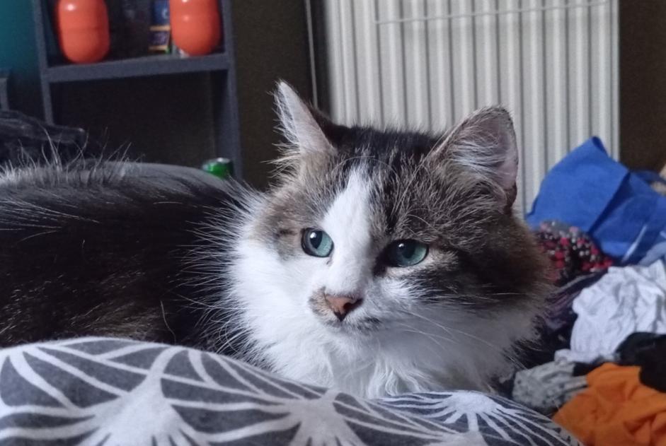 Alerte Disparition Chat Mâle , 8 ans Flémalle Belgique