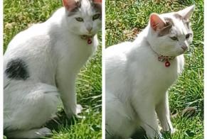 Alerte Découverte Chat Inconnu Sotteville-lès-Rouen France