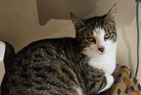 Alerte Disparition Chat  Mâle , 5 ans Verneuil-sur-Vienne France