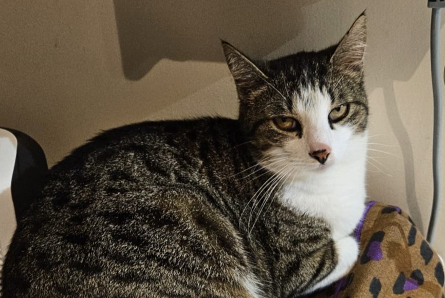 Alerte Disparition Chat  Mâle , 5 ans Verneuil-sur-Vienne France