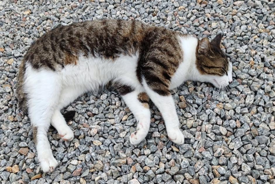 Alerte Disparition Chat  Mâle , 5 ans Verneuil-sur-Vienne France