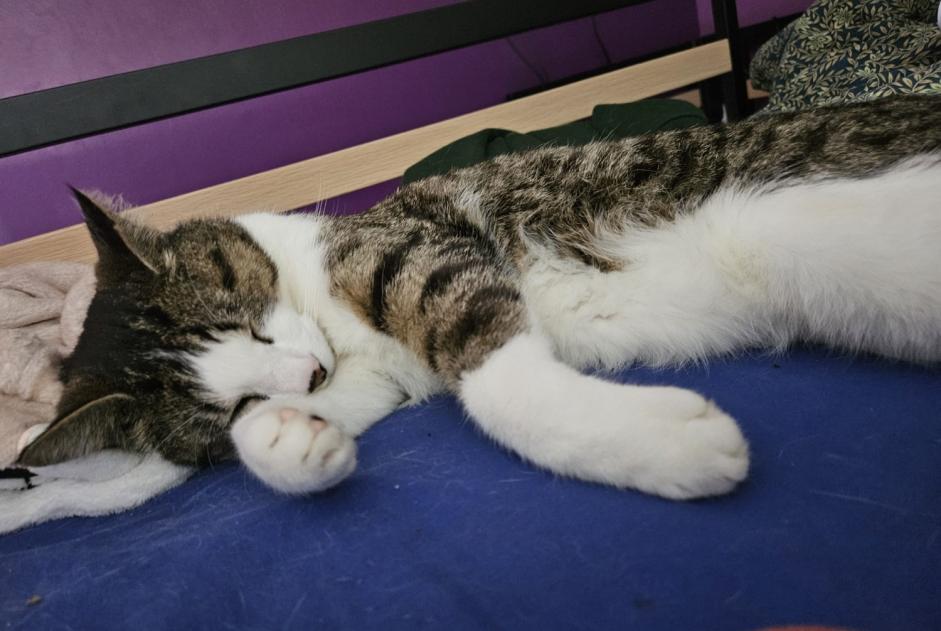 Alerte Disparition Chat  Mâle , 5 ans Verneuil-sur-Vienne France