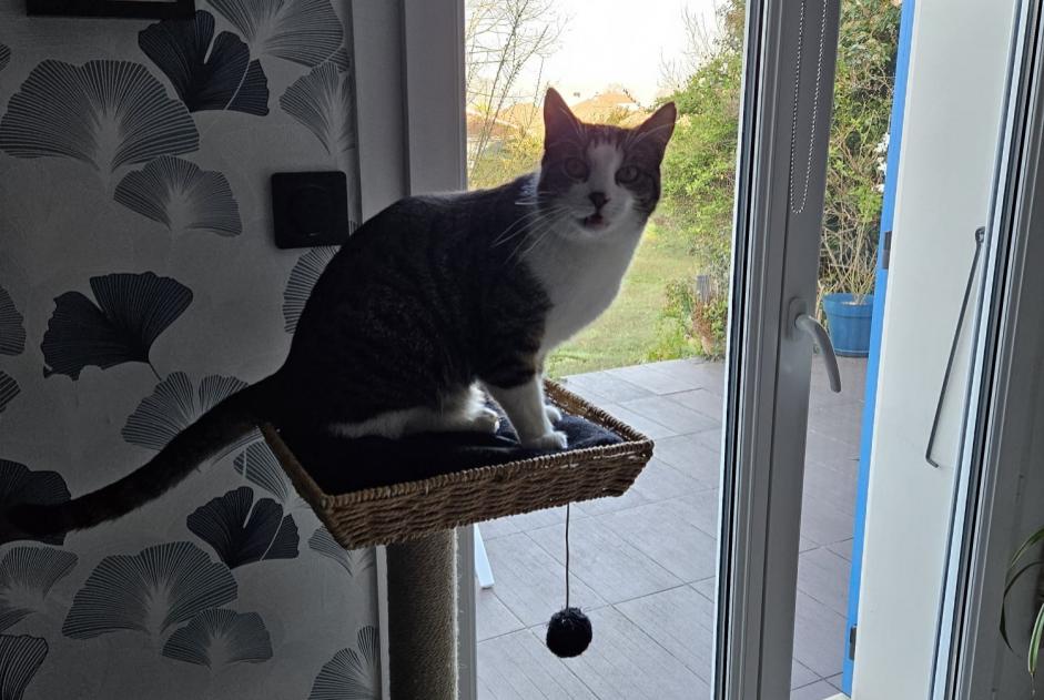 Alerte Disparition Chat  Mâle , 5 ans Verneuil-sur-Vienne France