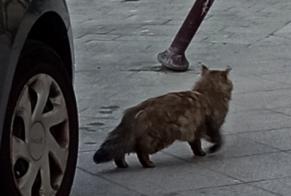 Alerte Découverte Chat Inconnu , 4 ans Lille France