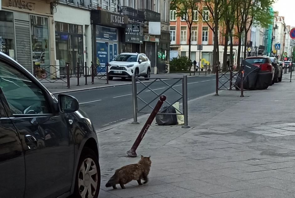 Alerte Découverte Chat Inconnu , 4 ans Lille France