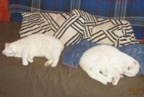 Avviso scomparsa Gatto incrocio di razze  Maschio , 22 anni Sorgues Francia