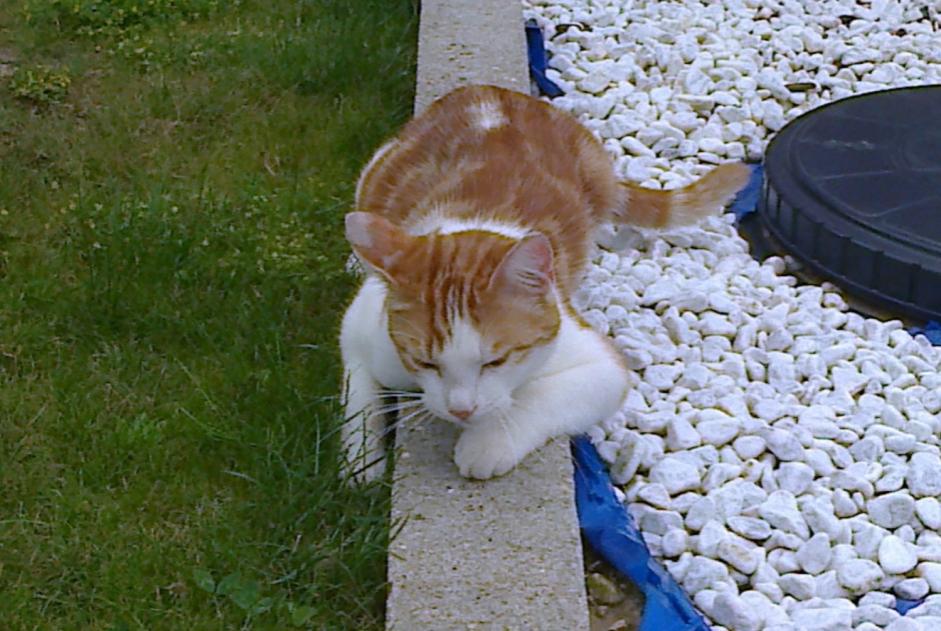 Avviso scomparsa Gatto  Maschio , 8 anni Vesles-et-Caumont Francia