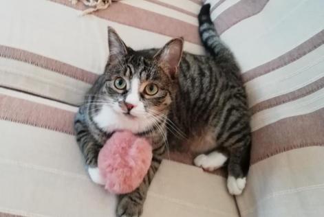 Avviso scomparsa Gatto  Femmina , 5 anni Niergnies Francia