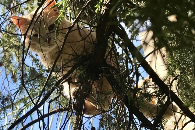 Avviso scomparsa Gatto incrocio di razze  Maschio , 2 anni Le Cannet-des-Maures Francia