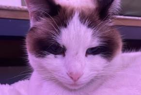 Avviso scomparsa Gatto incrocio di razze  Femmina , 3 anni La Motte-Servolex Francia