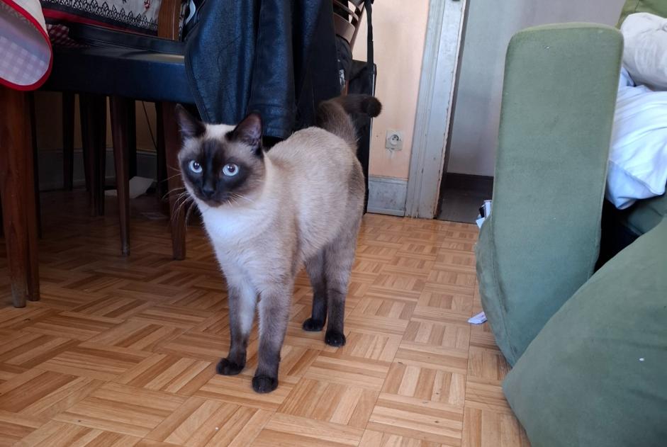 Avviso Ritrovamento Gatto  Maschio Strasbourg Francia