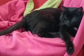 Avviso scomparsa Gatto Femmina , 12 anni Nivillac Francia