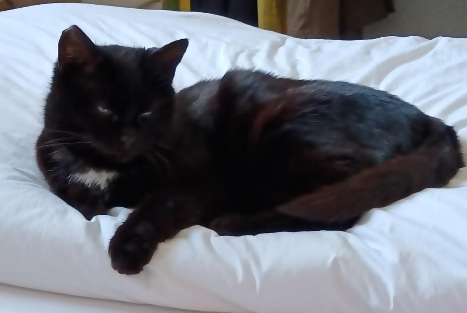 Avviso scomparsa Gatto Femmina , 12 anni Nivillac Francia