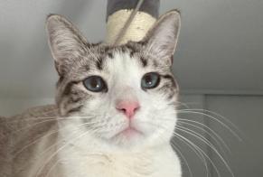 Avviso scomparsa Gatto  Femmina , 1 anni Toulouse Francia