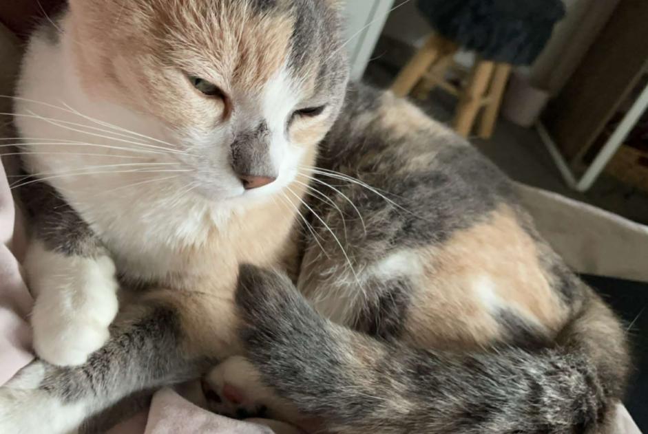 Avviso scomparsa Gatto incrocio di razze  Femmina , 8 anni Châteauroux Francia
