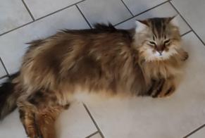 Avviso scomparsa Gatto incrocio di razze  Maschio , 7 anni Fleurey-lès-Faverney Francia