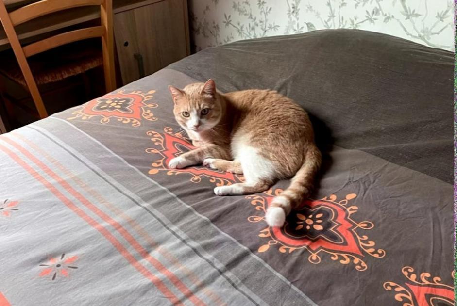 Avviso scomparsa Gatto incrocio di razze  Maschio , 3 anni Carentoir Francia