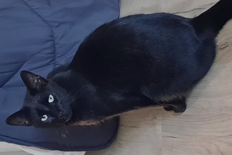 Avviso scomparsa Gatto Maschio , 6 anni Dol-de-Bretagne Francia