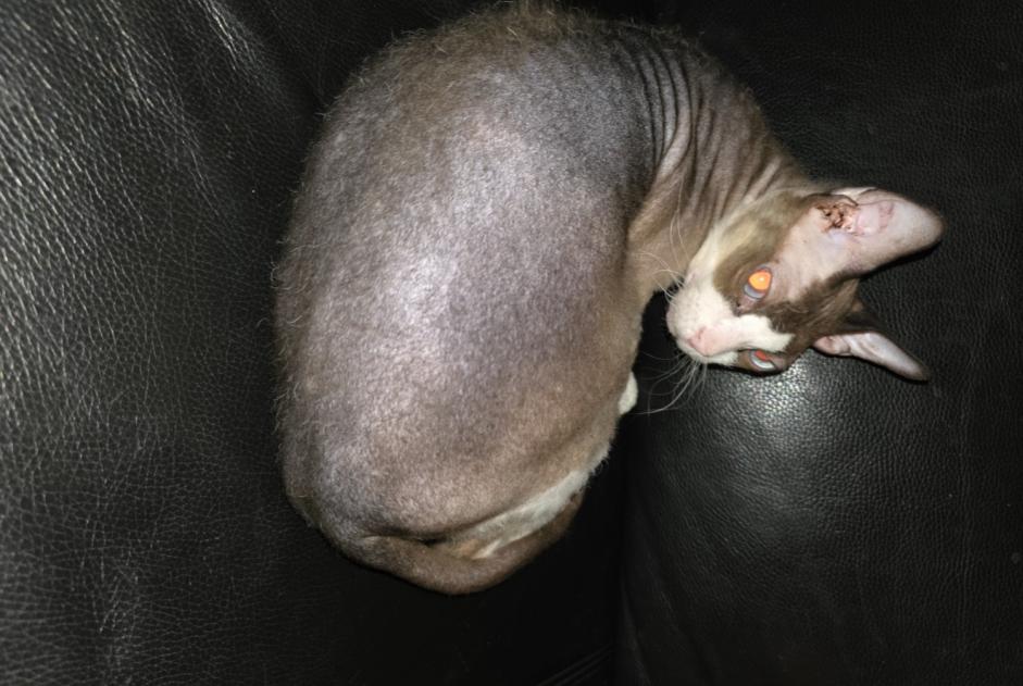 Avviso scomparsa Gatto  Maschio , 6 anni Hussigny-Godbrange Francia