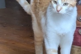 Avviso scomparsa Gatto Maschio , 1 anni Mers-les-Bains Francia