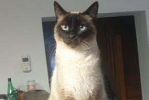 Avviso scomparsa Gatto  Femmina , 5 anni Méricourt Francia