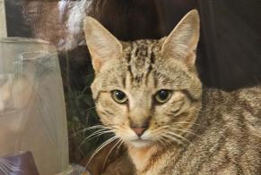 Avviso Ritrovamento Gatto Maschio Lit-et-Mixe Francia