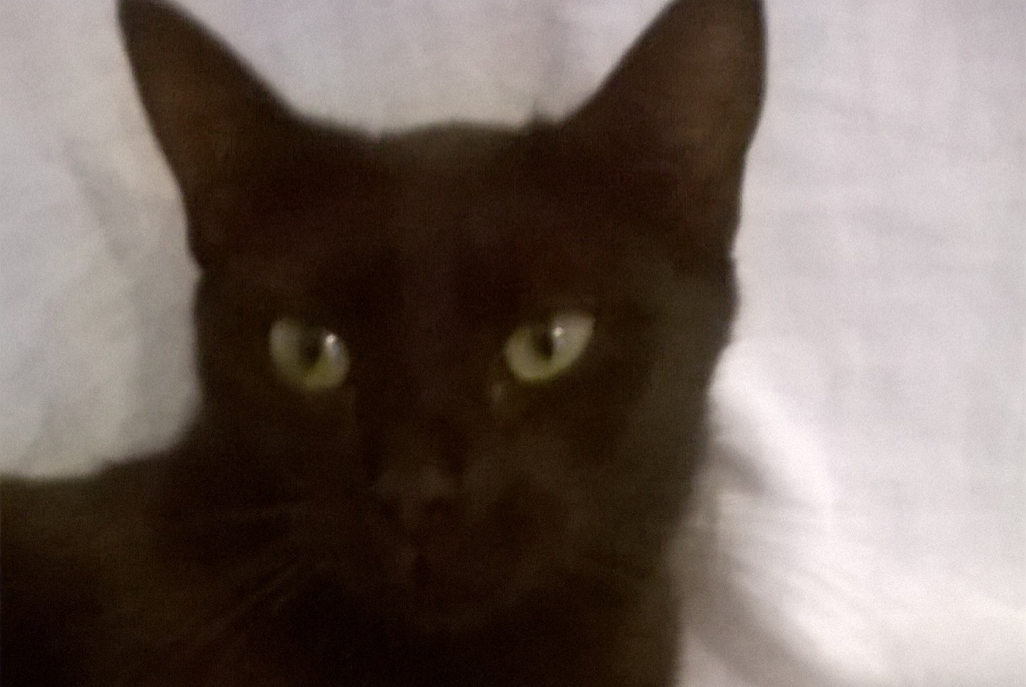 Avviso scomparsa Gatto Femmina , 2 anni Marseille Francia