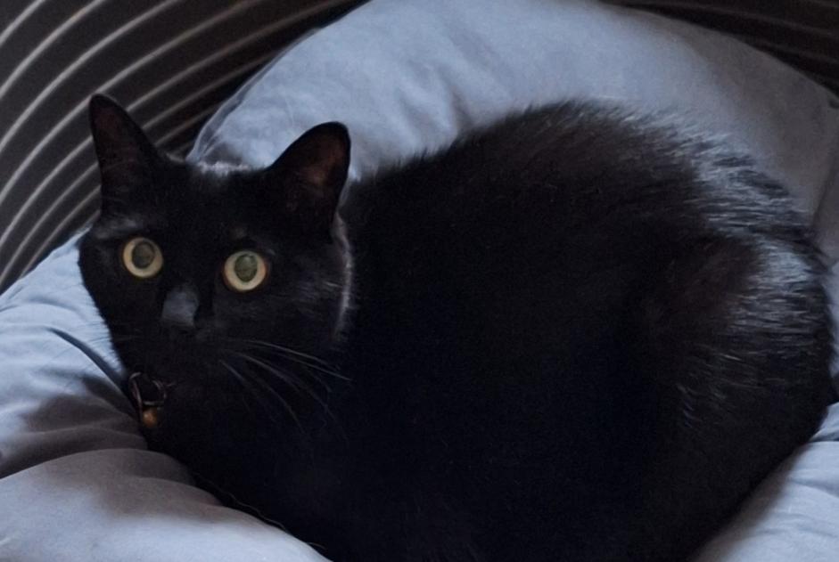 Avviso scomparsa Gatto Femmina , 14 anni Tervuren Belgio