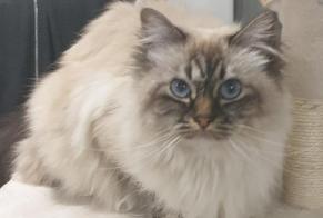 Avviso scomparsa Gatto  Femmina , 9 anni Bordeaux Francia