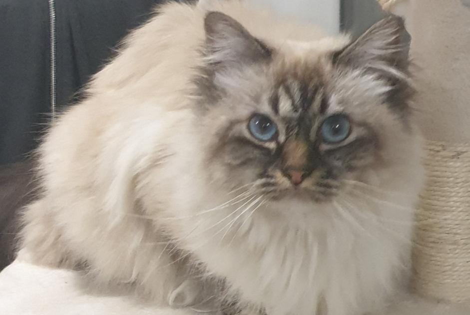 Avviso scomparsa Gatto  Femmina , 9 anni Bordeaux Francia