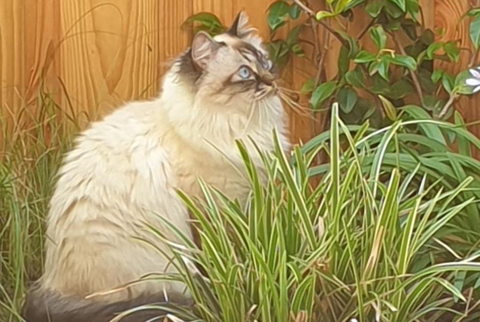 Avviso scomparsa Gatto  Femmina , 9 anni Bordeaux Francia