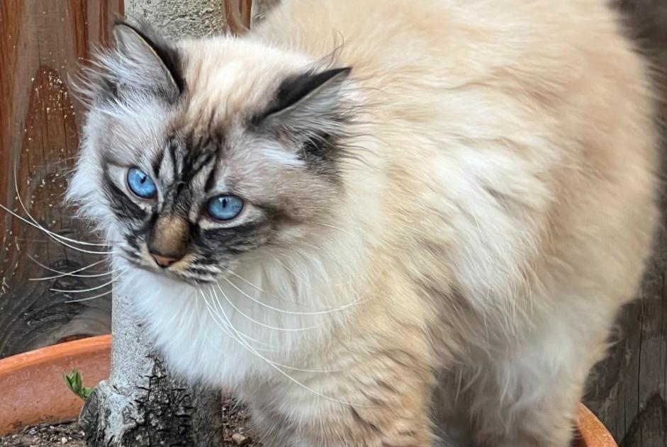Avviso scomparsa Gatto  Femmina , 9 anni Bordeaux Francia