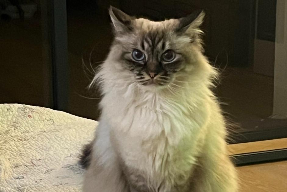 Avviso scomparsa Gatto  Femmina , 9 anni Bordeaux Francia