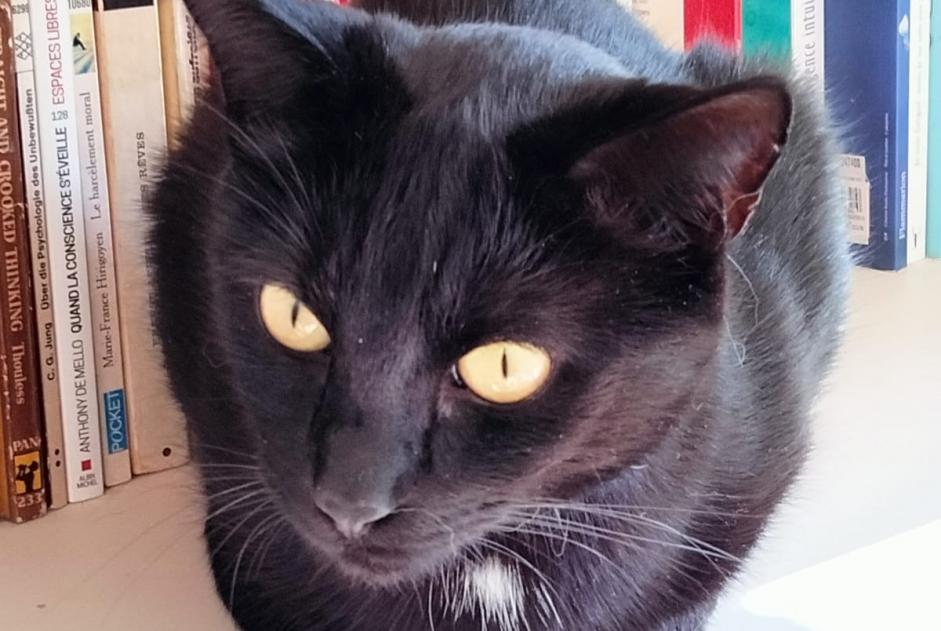 Avviso scomparsa Gatto  Maschio , 8 anni Bruxelles Belgio