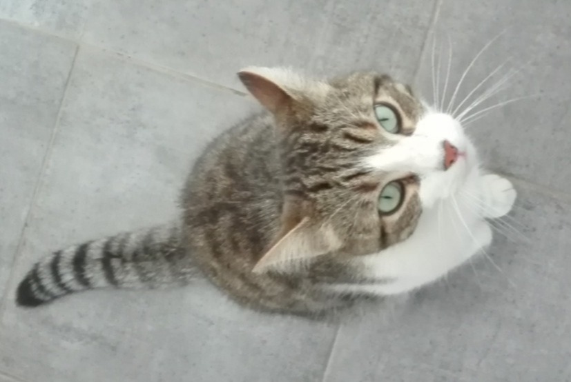 Verdwijningsalarm Kat  Mannetje , 9 jaar Vertou Frankrijk