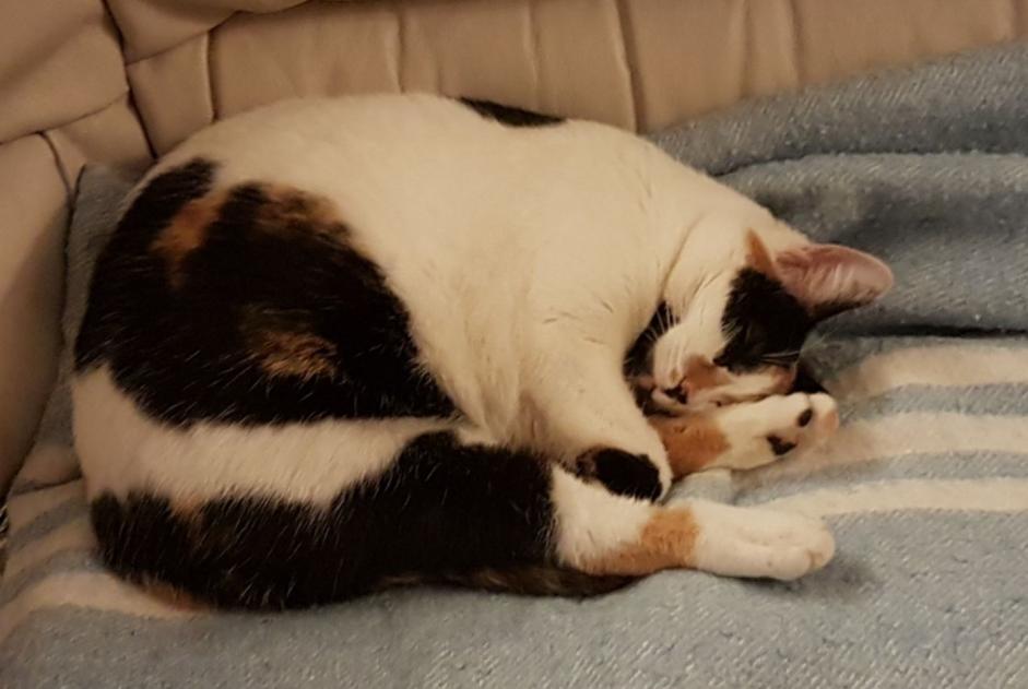Verdwijningsalarm Kat rassenvermenging  Vrouwtje , 8 jaar Clairac Frankrijk