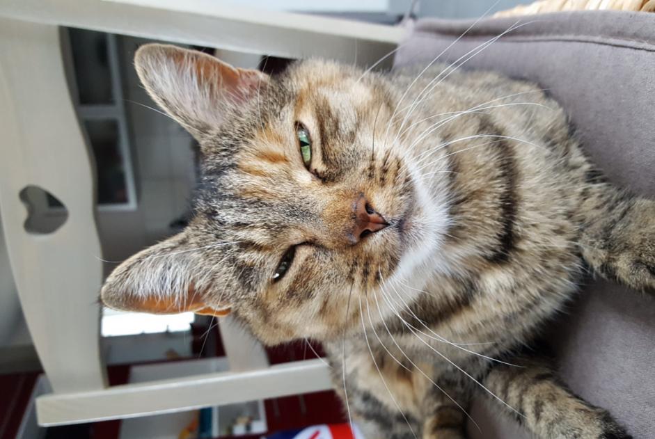 Verdwijningsalarm Kat  Vrouwtje , 17 jaar Lagnieu Frankrijk