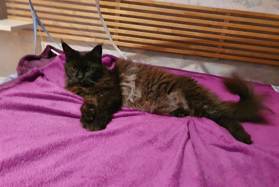 Verdwijningsalarm Kat  Vrouwtje , 11 jaar Le Beausset Frankrijk
