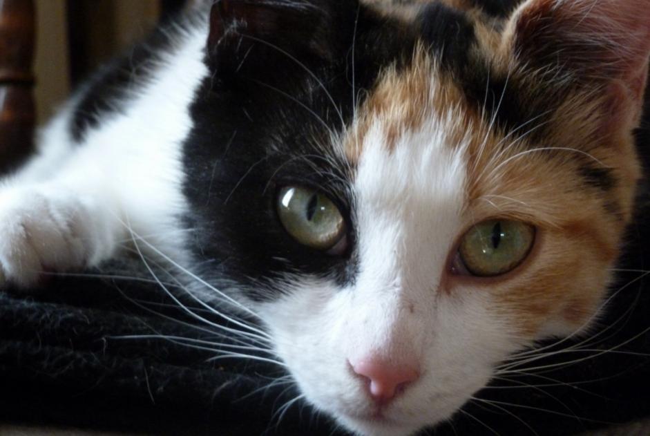 Verdwijningsalarm Kat Vrouwtje , 10 jaar Compiègne Frankrijk