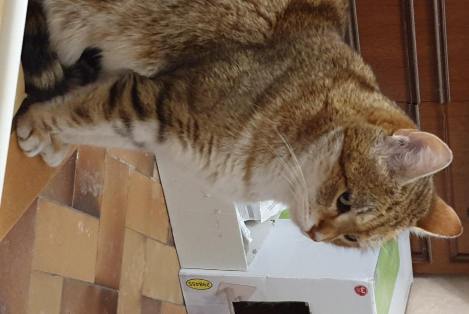 Verdwijningsalarm Kat Mannetje , 9 jaar Esvres-sur-Indre Frankrijk