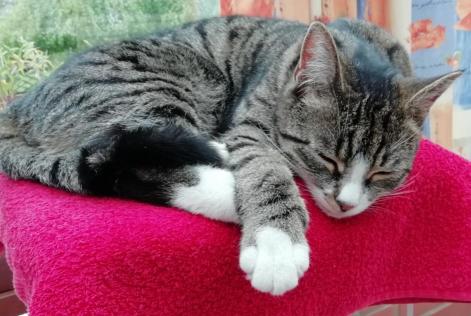 Verdwijningsalarm Kat  Vrouwtje , 5 jaar Niergnies Frankrijk