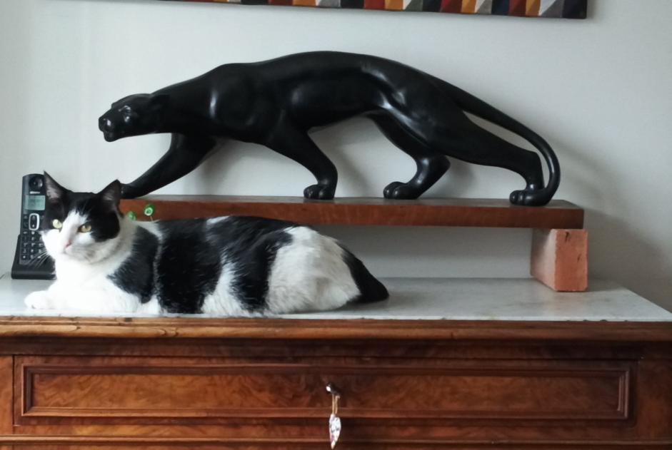 Verdwijningsalarm Kat Mannetje , 4 jaar Noisy-le-Grand Frankrijk