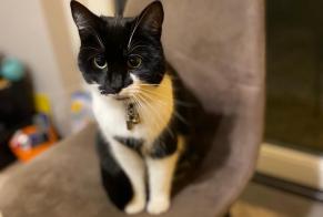 Verdwijningsalarm Kat  Vrouwtje , 2 jaar Le Mans Frankrijk