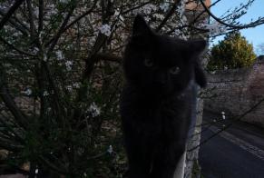 Verdwijningsalarm Kat Mannetje , 1 jaar Creully sur Seulles Frankrijk