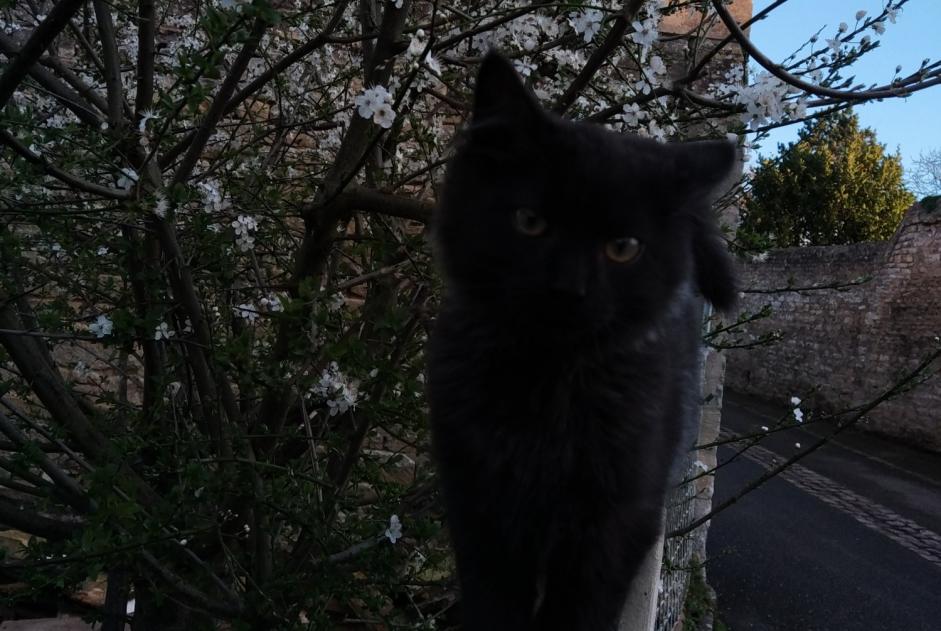 Verdwijningsalarm Kat Mannetje , 1 jaar Creully sur Seulles Frankrijk