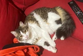 Verdwijningsalarm Kat Vrouwtje , 5 jaar Preignan Frankrijk