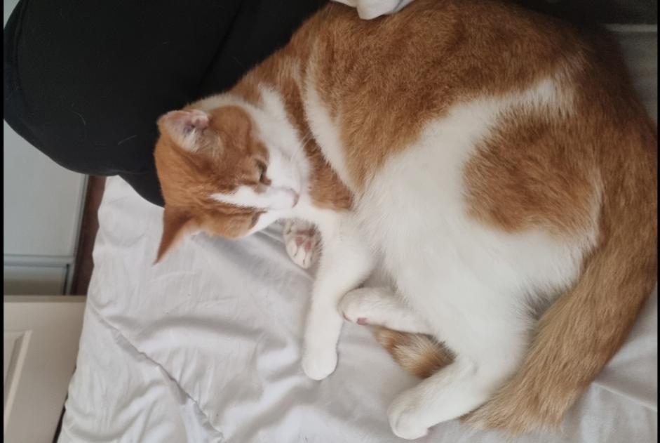 Verdwijningsalarm Kat Mannetje , 9 jaar Saint-Germain-lès-Corbeil Frankrijk