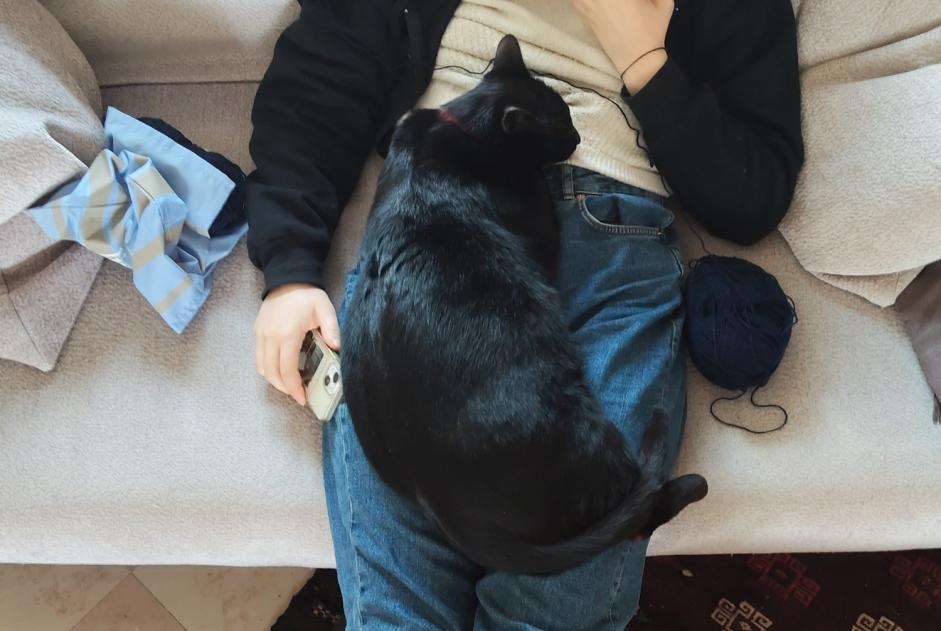 Verdwijningsalarm Kat  Mannetje , 2 jaar Nîmes Frankrijk